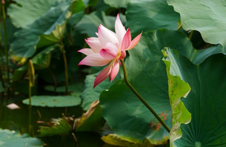 fleur de bach perte de poids