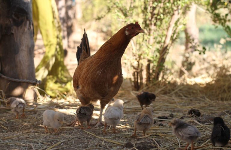remède de grand-mère pour faire pondre les poules