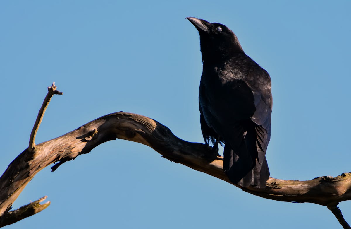 Voir un corbeau noir : Signification spirituelle et symbolique