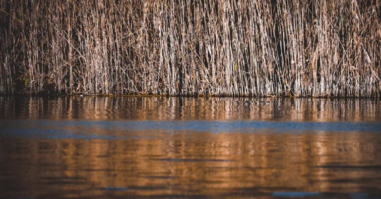 découvrez l'écosystème, un réseau complexe d'interactions entre les êtres vivants et leur environnement. comprenez comment ces relations influencent la biodiversité et la durabilité de notre planète.
