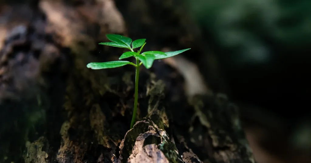 découvrez les mécanismes fascinants de la régénération du sperme, son importance pour la fertilité masculine et les facteurs qui influencent ce processus naturelle. informez-vous sur les méthodes et les recherches actuelles pour optimiser la santé reproductive.