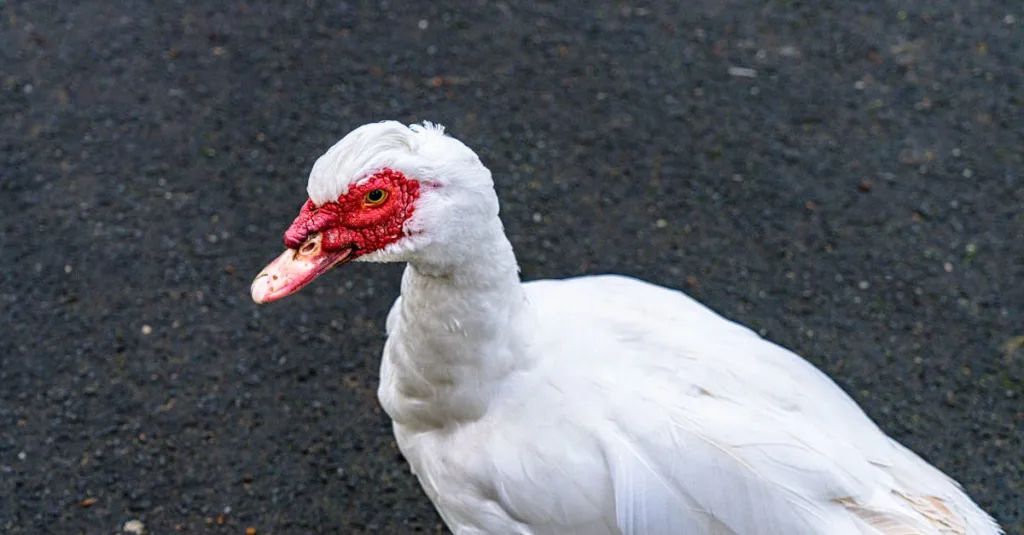 découvrez le concept de 'pay-to-win', où les joueurs peuvent améliorer leurs chances de victoire grâce à des achats en jeu. explorez les avantages et les inconvénients de ce modèle économique dans l'univers du gaming.