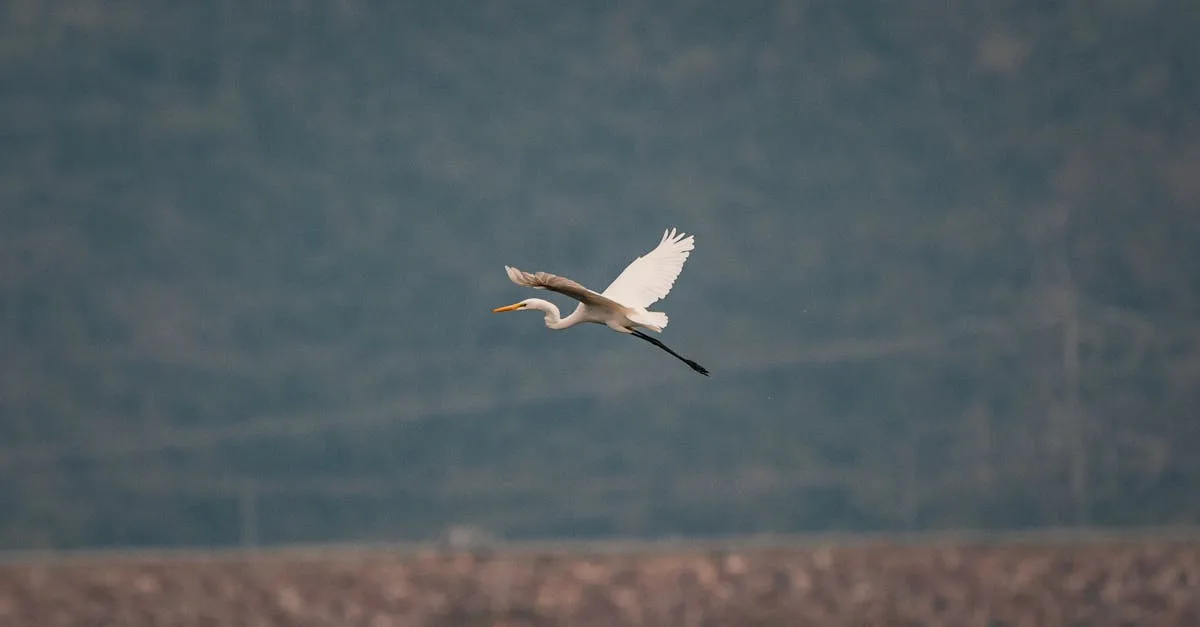 découvrez une large sélection de téléchargements gratuits, incluant des logiciels, des jeux, des musiques et des ressources diverses. profitez d'un accès facile pour booster votre expérience numérique.