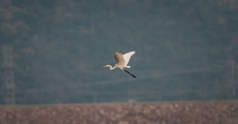 découvrez notre section de téléchargements où vous pouvez accéder à une variété de fichiers, logiciels et ressources utiles pour optimiser votre expérience numérique.