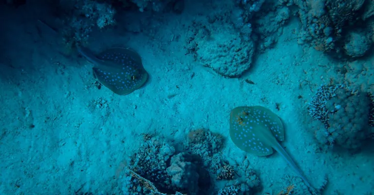 découvrez le monde fascinant des drones sous-marins, des technologies innovantes conçues pour explorer les profondeurs des océans, réaliser des missions scientifiques et militaires, et capturer des images à couper le souffle. plongez dans l'avenir de l'exploration marine avec ces appareils révolutionnaires.