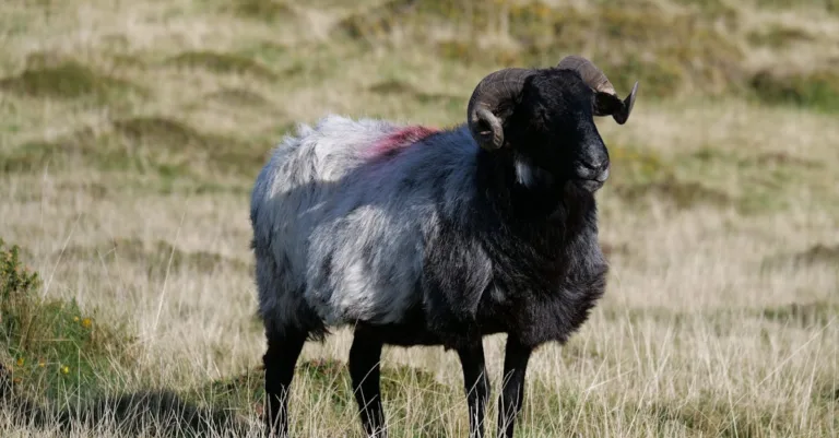 découvrez les meilleures pratiques de gestion de la ram pour optimiser les performances de votre ordinateur. apprenez comment libérer de la mémoire, améliorer la fluidité des applications et garantir une expérience utilisateur sans ralentissement.