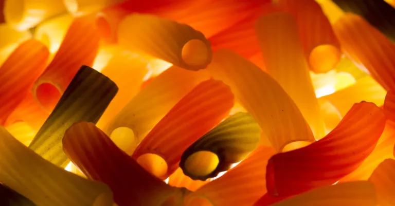 découvrez tout sur les glucides : rôles, types, sources alimentaires et leur importance pour l'énergie et la santé au quotidien.