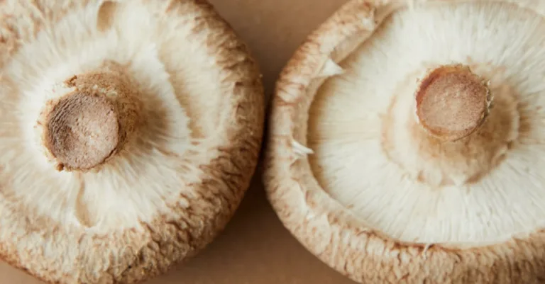 découvrez le shiitake, un champignon asiatique savoureux et riche en nutriments. apprenez ses bienfaits pour la santé, ses utilisations en cuisine et des conseils pour le cultiver chez vous.