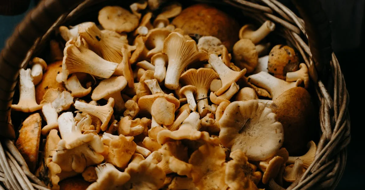 découvrez tout sur les fungus : définition, types, rôles dans la nature et impact sur la santé humaine. comprenez comment les champignons et moisissures influencent notre quotidien.