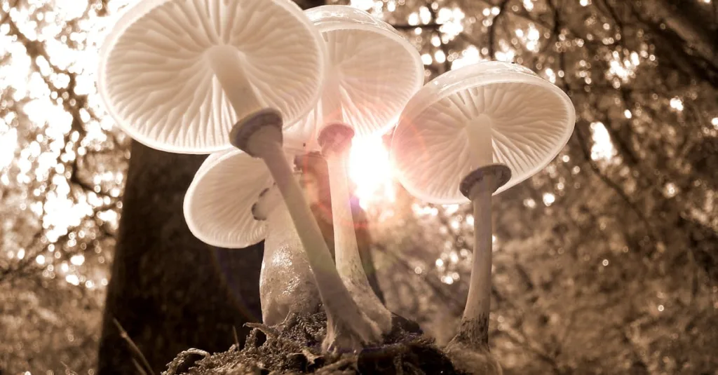 découvrez tout ce qu'il faut savoir sur les fungus : définition, types, rôle dans l'écosystème, et conseils pour les identifier et les préserver. guide complet sur les champignons en français.