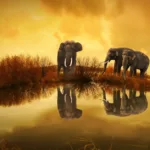 découvrez casanette, votre partenaire idéal pour la gestion locative et l'expertise immobilière. simplifiez vos démarches et maximisez vos revenus avec nos services de confiance.