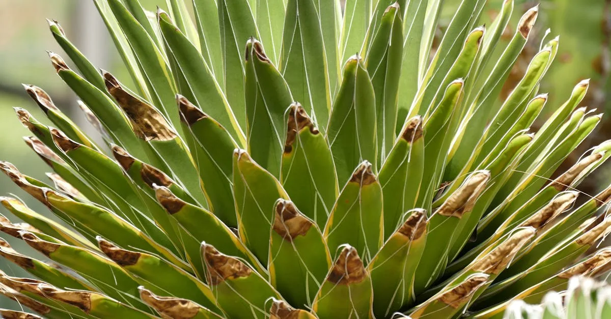 découvrez nos astuces de jardinage simples et efficaces pour faire pousser vos plantes avec succès tout au long de l'année.