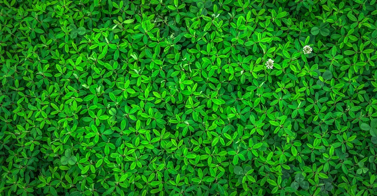 découvrez dipdri, votre source d'information et d'actualités pour rester connecté aux dernières tendances et nouveautés.