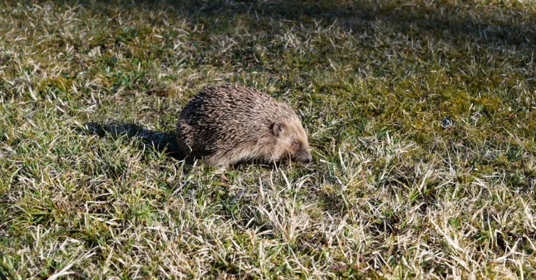 découvrez tout sur le hérisson : son habitat, son alimentation, son comportement et comment protéger cet animal nocturne apprécié des jardins.