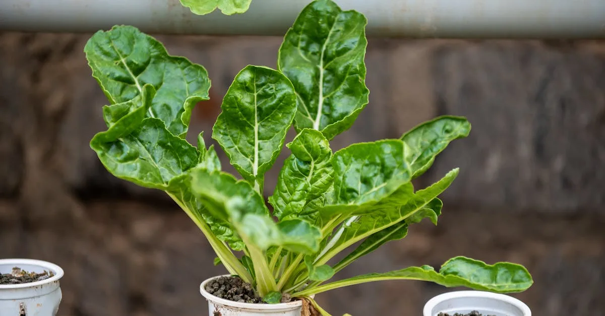 découvrez l'aquaponie, une méthode durable combinant culture de plantes et élevage de poissons pour un jardinage écologique et efficace.