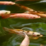découvrez l'aquaponie, un système durable combinant culture hydroponique et élevage de poissons pour un jardinage écologique et productif.