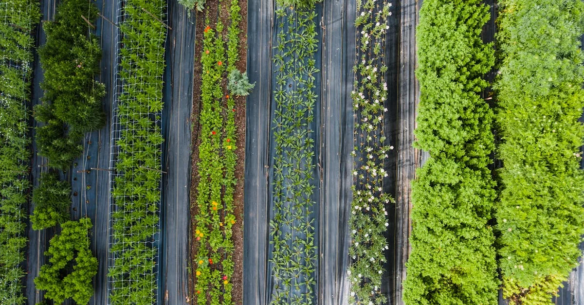 découvrez l'agriculture écologique, une méthode respectueuse de l'environnement qui favorise la biodiversité, préserve les ressources naturelles et produit des aliments sains et durables.