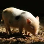 découvrez tout sur le fouineteau, un oiseau fascinant au comportement unique. apprenez à le reconnaître, son habitat et ses habitudes grâce à notre guide complet.