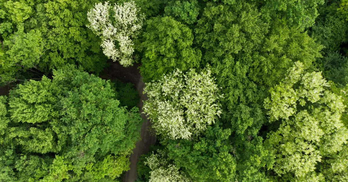 découvrez les réglementations environnementales essentielles pour protéger notre planète, comprendre les lois en vigueur et adopter des pratiques durables.