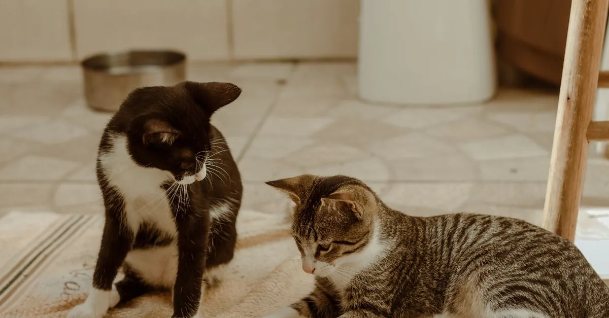 découvrez des conseils pratiques pour assurer une coexistence harmonieuse entre vos chats et favoriser un environnement paisible à la maison.