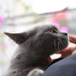 conseils pratiques pour une cohabitation harmonieuse entre chats, favorisant paix et bien-être pour tous.