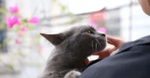 conseils pratiques pour une cohabitation harmonieuse entre chats, favorisant paix et bien-être pour tous.
