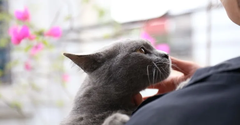 conseils pratiques pour une cohabitation harmonieuse entre chats, favorisant paix et bien-être pour tous.