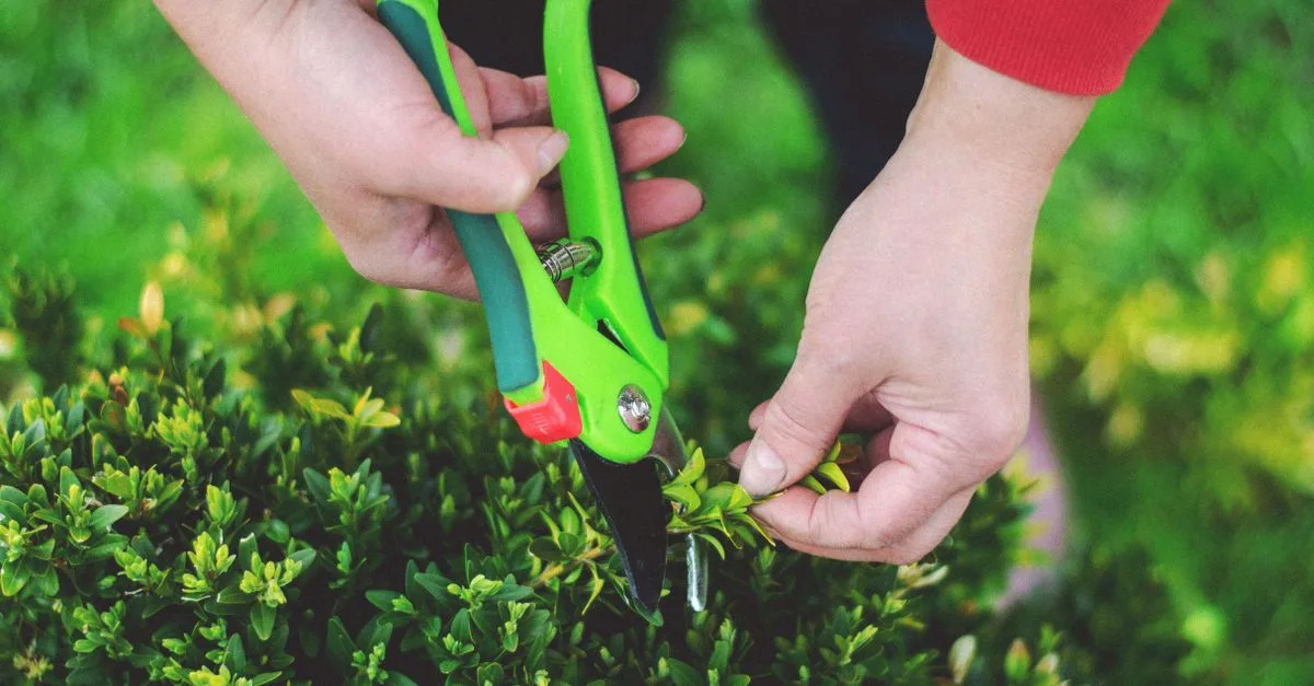 découvrez les meilleures techniques d'élagage pour entretenir vos arbres et arbustes, favoriser leur croissance et préserver leur santé tout au long de l'année.