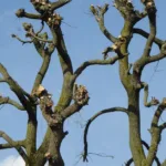 apprenez les techniques essentielles de la taille pour entretenir vos plantes, arbres et arbustes et favoriser leur croissance optimale.