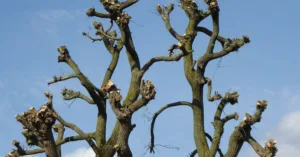 apprenez les techniques essentielles de la taille pour entretenir vos plantes, arbres et arbustes et favoriser leur croissance optimale.